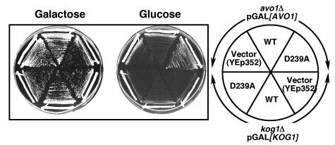 FIG. 5.