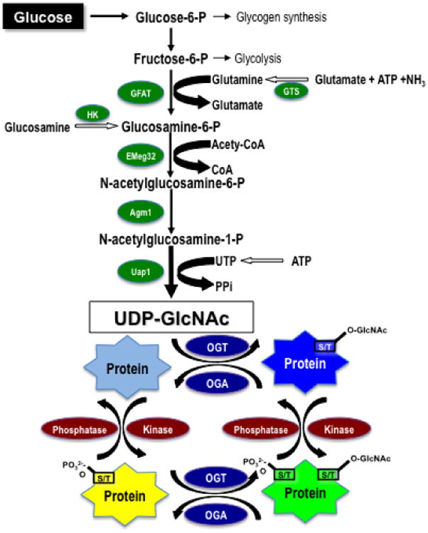 Protein O-linked ß-N-acetylglucosamine: A novel effector of ...