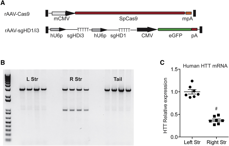 Figure 5