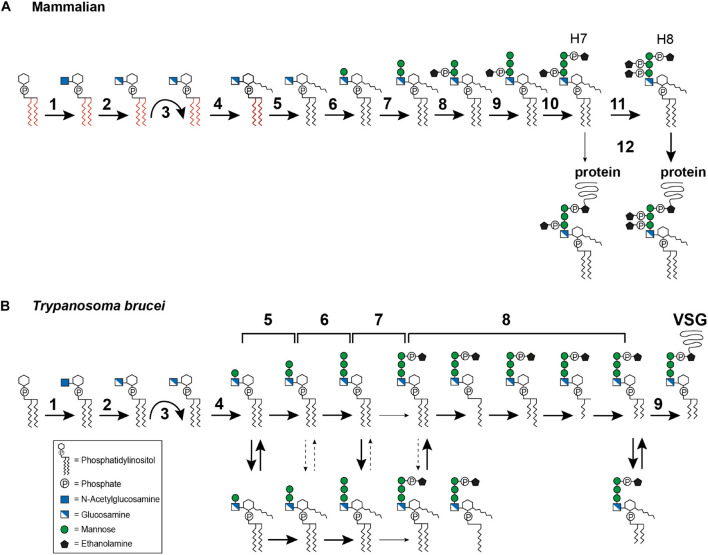 FIGURE 3