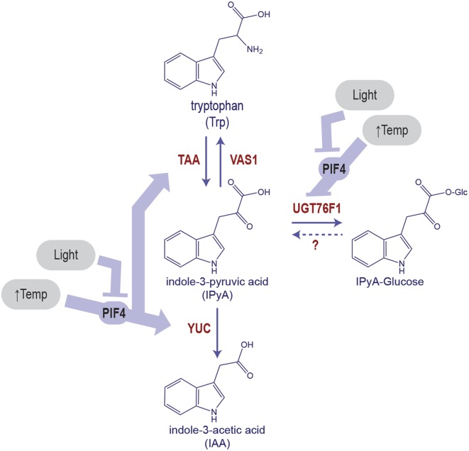 Fig. 1.