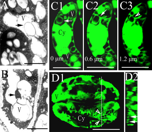 Figure 5.