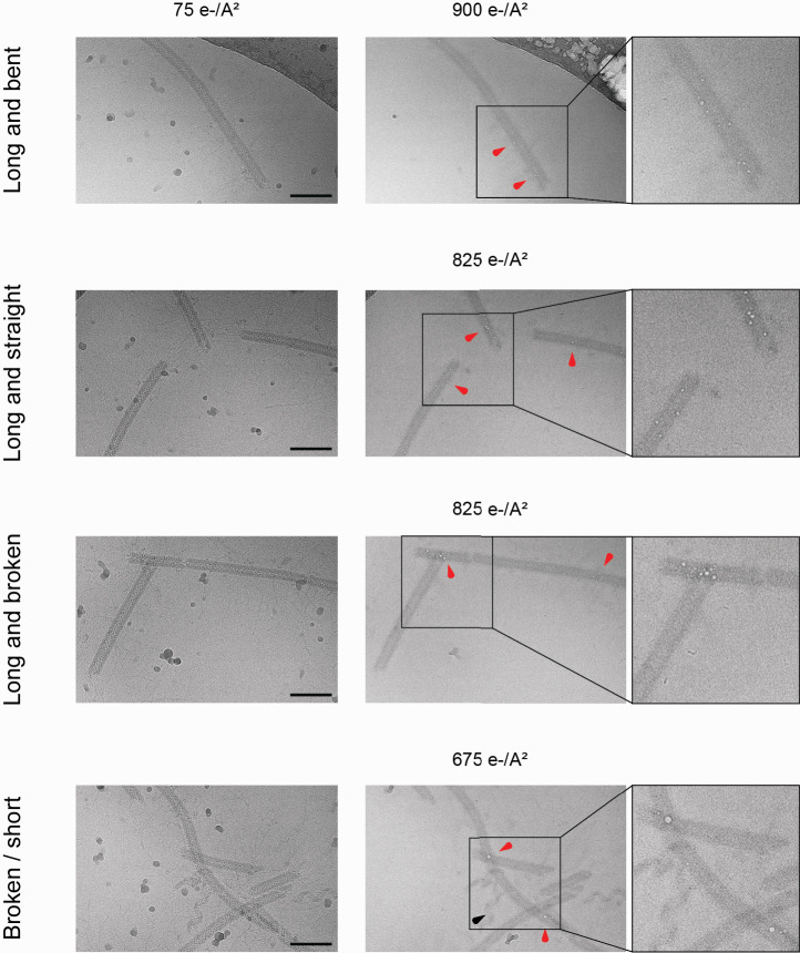 Figure 1—figure supplement 4.