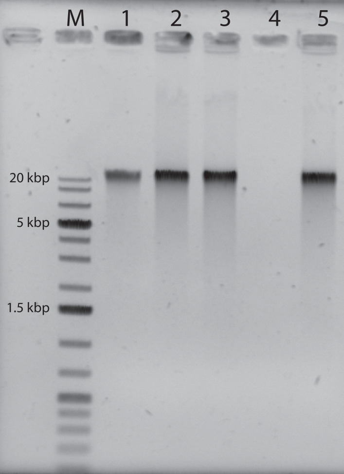 Figure 1—figure supplement 3.