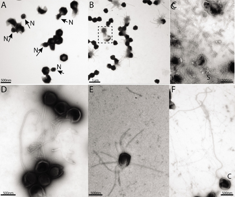 Figure 1—figure supplement 1.