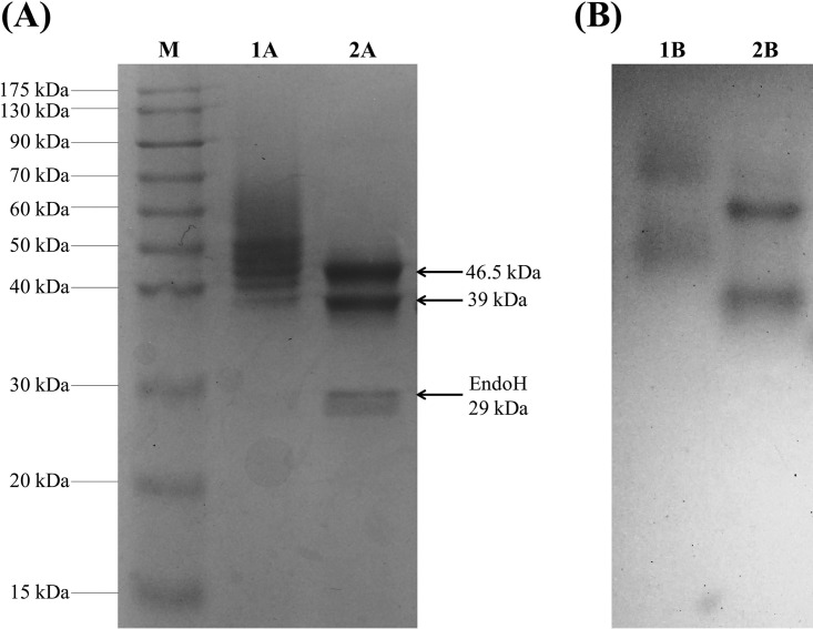 FIG 1