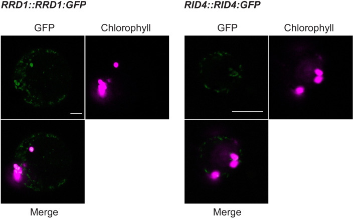 Figure 2—figure supplement 5.