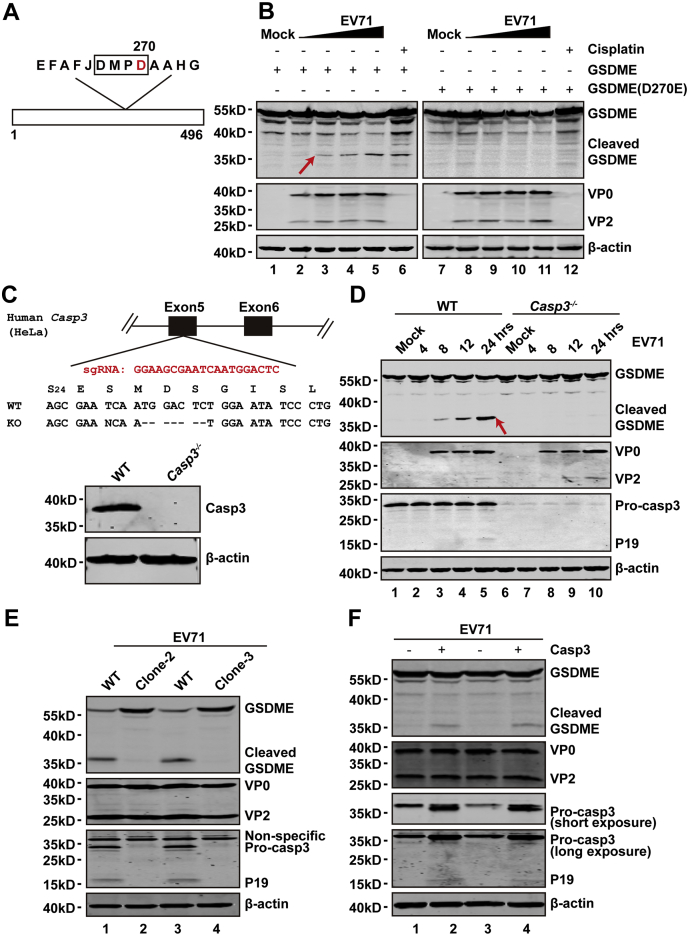 Figure 5