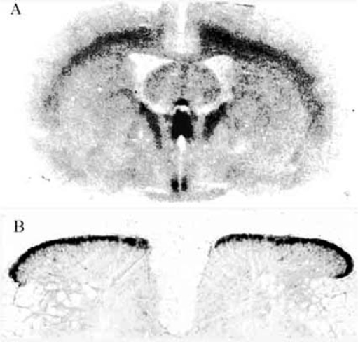 Fig. (5)