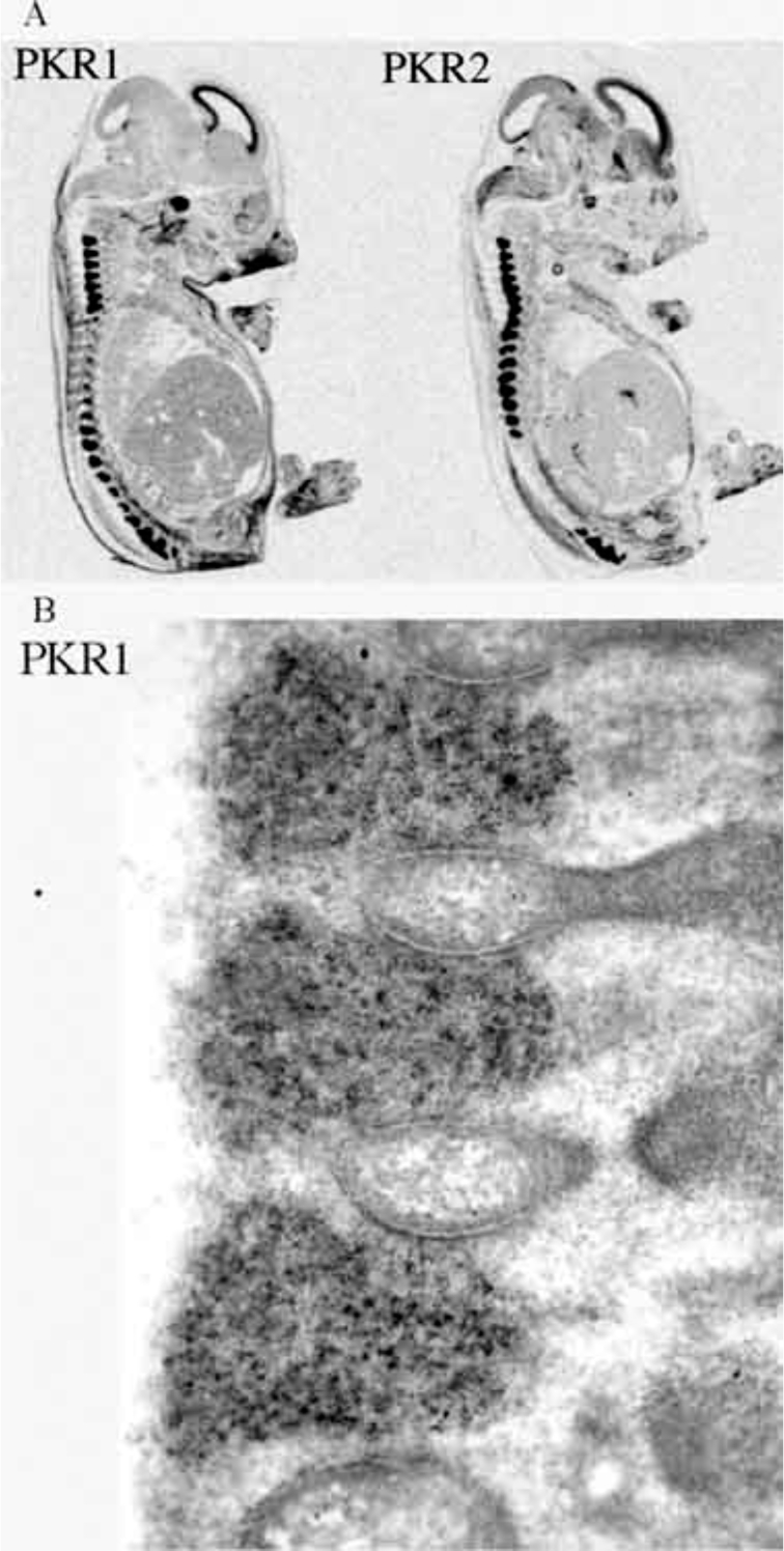 Fig. (3)