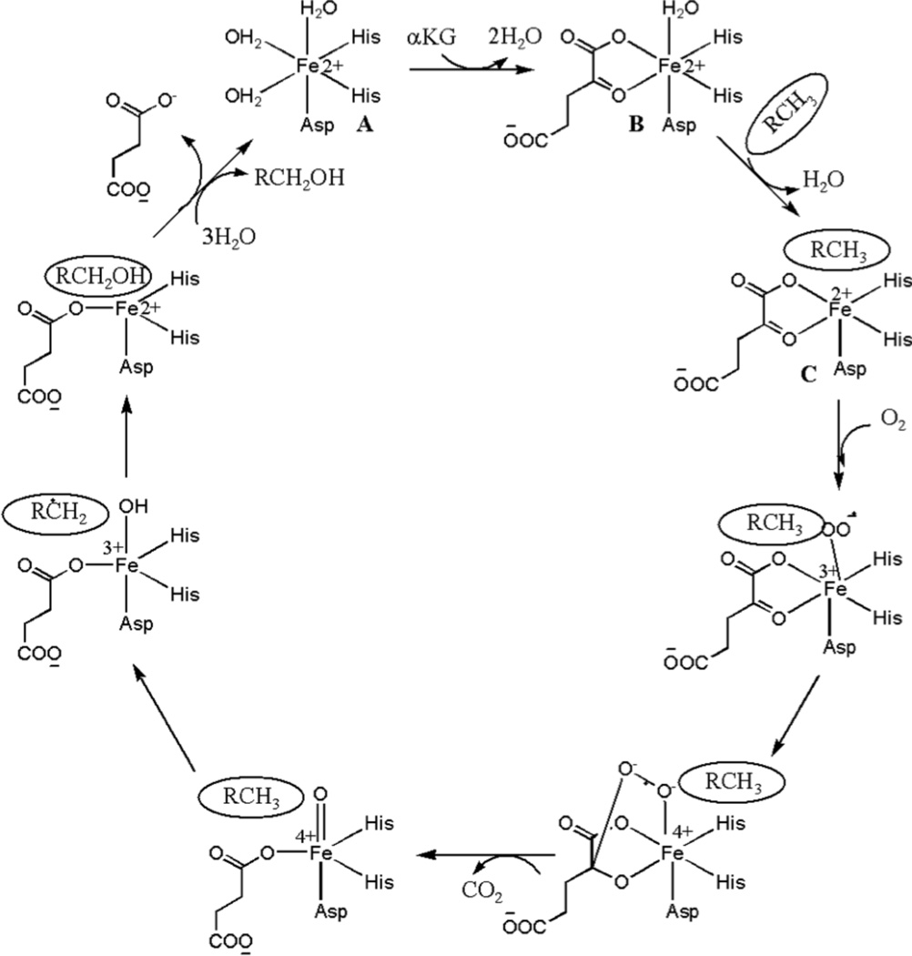 Scheme 1