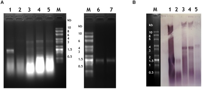 FIGURE 4