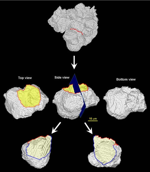 Fig. 10.