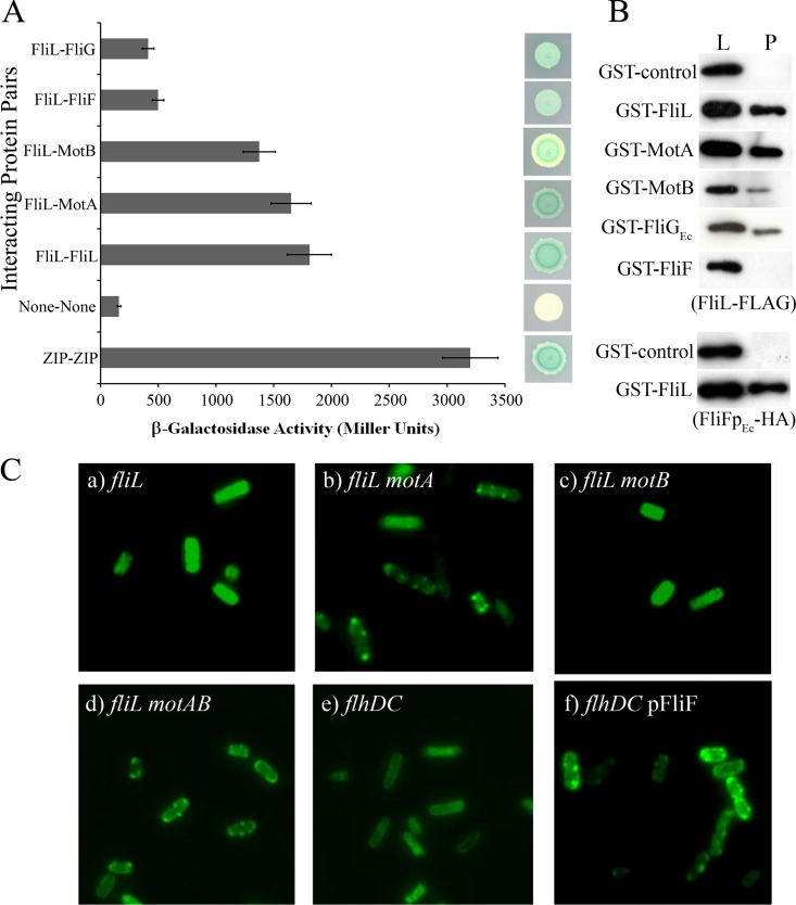 FIG  2 