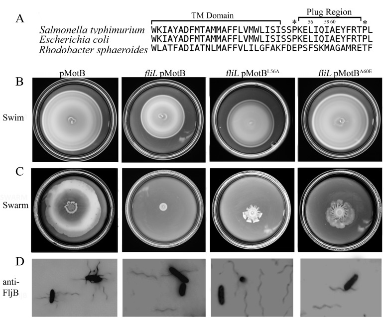 FIG 4 