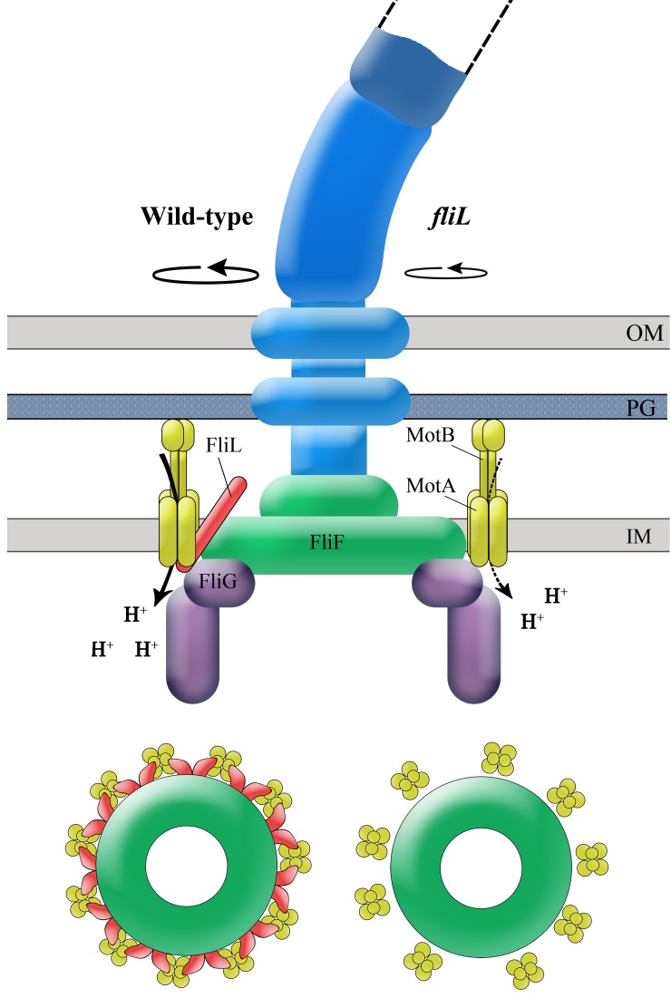 FIG  7 