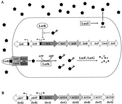 FIG. 1.