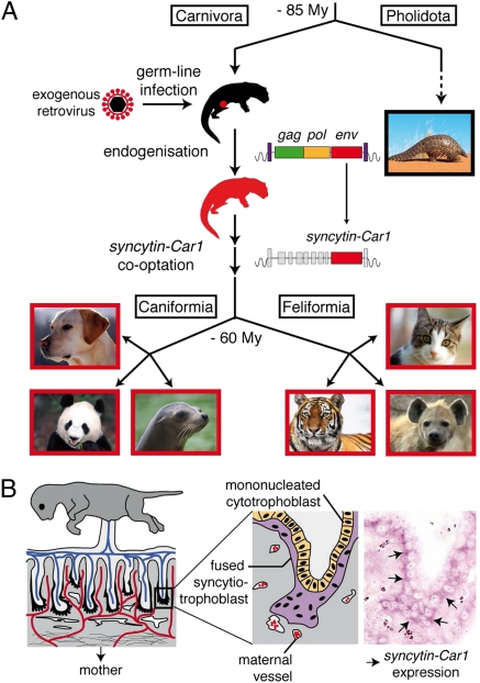 Fig. P1.