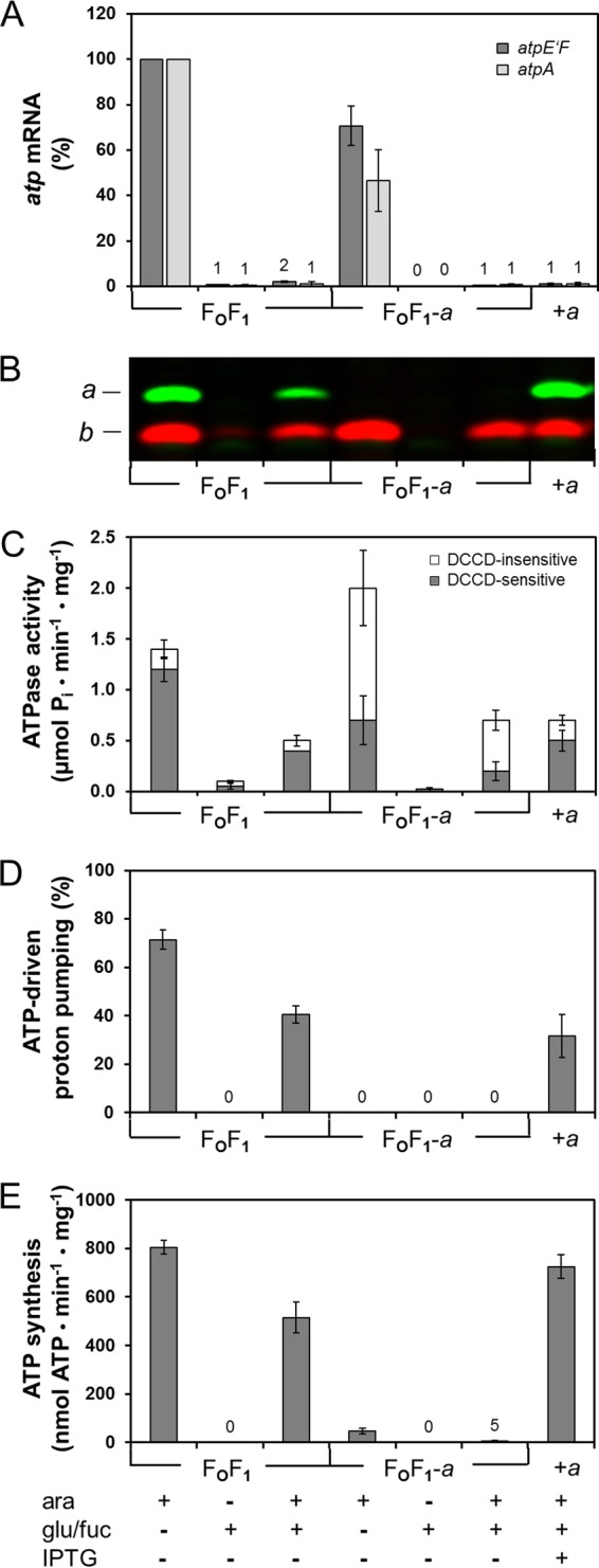 Fig 6