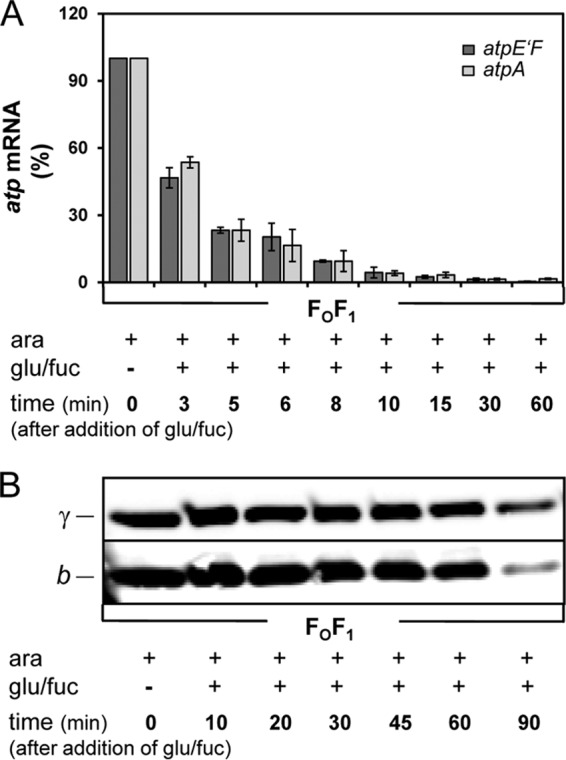 Fig 5