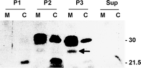 Fig. 3