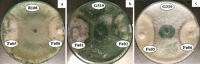 Fig. 4