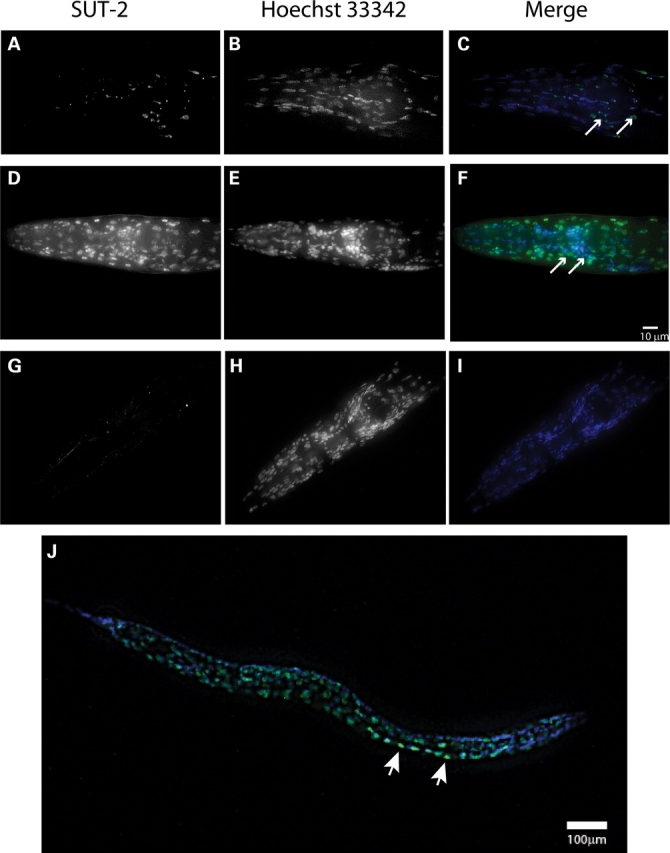 Figure 4.