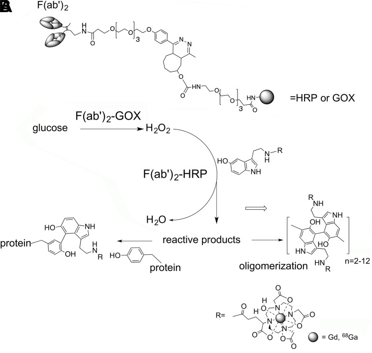 (A) A schema shows the main structural elements of F(ab’)2 conjugates with deglycosylated horseradish peroxidase (HRP) and glucose oxidase (GOx) synthesized by using metal-free click chemistry. (B) A schema of enzymatic activity complementation involving reaction between GOx conjugated to F(ab’)2 and glucose that provides hydrogen peroxide used by HRP in the presence of 5-hydroxytryptamide of 2,2′,2′′-(10-(2,6-dioxotetrahydro-2H-pyran-3-yl)-1,4,7,10-tetraazacyclododecane-1,4,7-triyl)triacetic acid-chelated gadolinium (III) or gallium 68 (68Ga) (III).