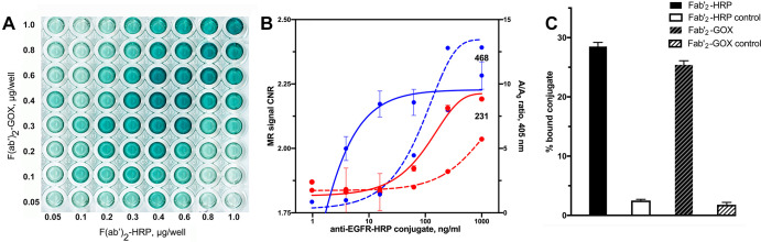 (A–C) Epidermal growth factor receptor (EGFR) expression by triple-negative breast cancer cells. Enzyme-linked immunosorbent assay and comparison with MRI signal change measured in MDA-MB-231 and MDA-MB-468 cells. (A) Results of cross titration of anti-EGFR-F(ab’)2–horseradish peroxidase (HRP) and anti-EGFR-F(ab’)2–glucose oxidase (GOX) conjugates on live firefly luciferase (fLuc)+MDA-MB-231 cells. The amounts of conjugates added per well are shown along the y-axis and the x-axis. (B) Plot shows dependence of EGFR-specific contrast-to-noise ratio (CNR) determined by using T1-weighted MRI pulse sequence (red and blue solid lines, left y-axis) and enzyme activity complementation (specific-to-nonspecific absorbance ratio A/Ao, red and blue dashed lines, right y-axis) as a function of log anti-EGFR-HRP conjugate concentration. The concentration of anti-EGFR-GOX conjugate was kept constant at 800 ng/mL; the concentration of paramagnetic substrate gadolinium(III)-mono-5-hydroxytryptamide of 2,2′,2′′-(10-(2,6-dioxotetrahydro-2H-pyran-3-yl)-1,4,7,10-tetraazacyclododecane-1,4,7-triyl)triacetic acid) was 0.1 mM in 1% fetal calf serum, Hanks balanced salts solution. Blue indicates MDA-MB-468 cells (marked as 468), red indicates fLuc+MDA-MB-231 cells (marked as 231). (C) Bar graph shows specificity of conjugates. The fLuc+MDA-MB-231 cell-binding assay was performed by using technetium 99m mertiatide–labeled anti-EGFR F(ab’)2 with control samples containing a 10-fold molar excess of unlabeled conjugates.