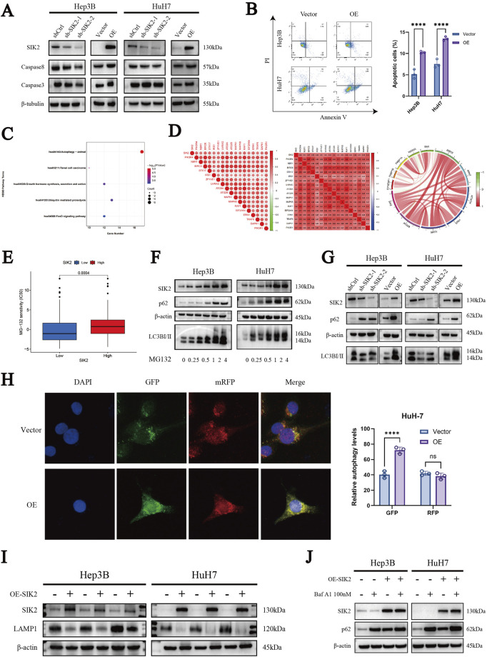 Scientific figure with multiple panels: (A) Western blots showing protein expression levels in Hep3B and HuH7 cells for SIK2, Caspase 8, Caspase 3, and β-tubulin. (B) Flow cytometry plots and bar graph comparing apoptotic cells in vector and overexpression conditions for Hep3B and HuH7. (C) Gene enrichment scatter plot highlighting SIK2 related pathways. (D) Correlation matrix and circular diagram showing relationships between different genes or proteins. (E) Box plot comparing SIK2 expression levels. (F, G) Western blots showing effects of different treatments on protein expression in Hep3B and HuH7. (H) Fluorescent microscopy images of cells labeled with DAPI, GFP, and mRFP and related bar graph for autophagy levels. (I, J) Western blots examining the overexpression of SIK2 effects in the presence of LAMP1 and p62 and treatment with Baf A1.