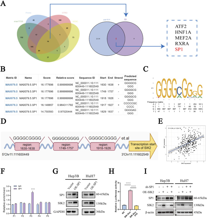 A composite image features multiple panels related to genetic research: Panel A shows a Venn diagram comparing datasets and sequence intersections. Panel B contains a table listing matrix IDs, names, scores, and predicted sequences related to SP1. Panel C presents a sequence logo illustrating nucleotide frequency. Panel D illustrates a DNA segment with specific regions and a transcription start site. Panel E displays a scatter plot showing the correlation between SP1 expression and another variable. Panel F is a bar chart comparing relative enrichment levels. Panels G and I show Western blot results for protein expression in Hep3B and Huh7 cell lines. Panel H is a bar graph depicting relative luciferase activity across different constructs.