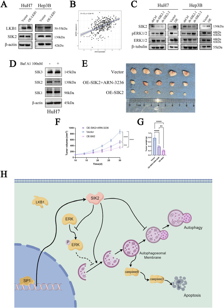 The image consists of several panels depicting various experiments and diagrams. Panel A shows Western blots comparing protein expression between different cell lines. Panel B presents a scatter plot with a correlation between SIK2 expression and another variable. Panel C illustrates additional Western blots analyzing protein expression under different conditions. Panel D shows Western blots of SIK protein family members in the presence and absence of Baf A1. Panel E displays tumor samples measured on a ruler to show size differences. Panel F is a line graph showing tumor volume changes over time under different treatments. Panel G is a bar graph comparing tumor weights between treatment groups. Panel H is an illustration depicting the signaling pathway involving LKB1, SIK2, ERK, autophagy, and apoptosis processes.