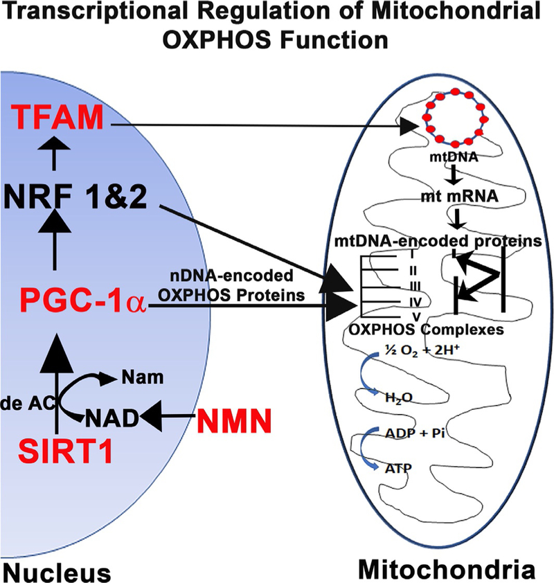 Role of mitochondria in diabetic peripheral neuropathy: Influencing the ...