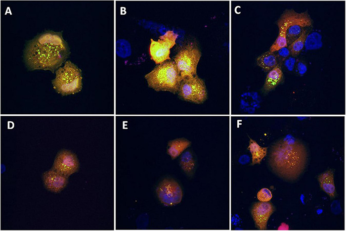 FIGURE 6