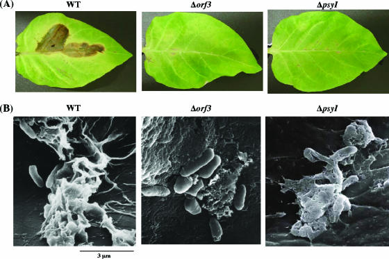 FIG. 7.