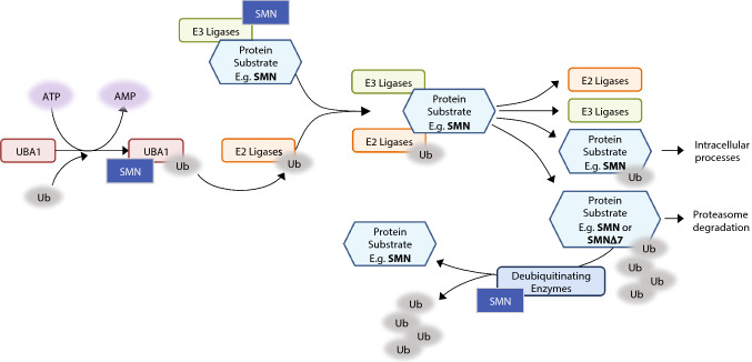 Fig. 2