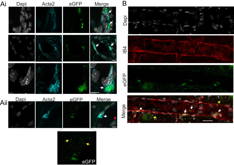 Figure 4—figure supplement 5.