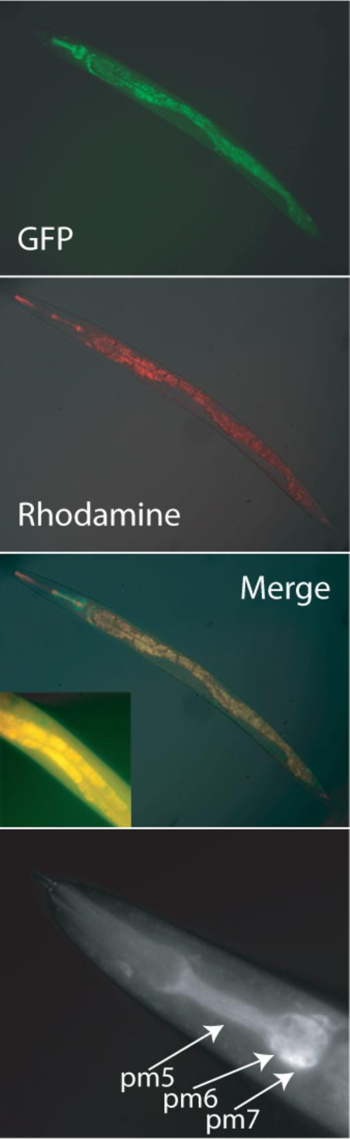 Figure 6