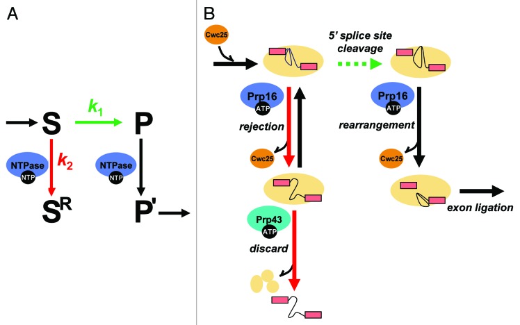 graphic file with name rna-10-1073-g1.jpg