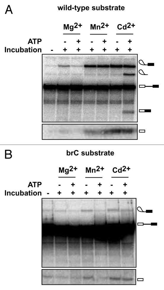 graphic file with name rna-10-1073-g2.jpg