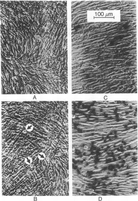 graphic file with name pnas00068-0284-a.jpg