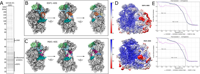 Figure 3—figure supplement 1.