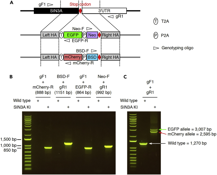 Figure 5