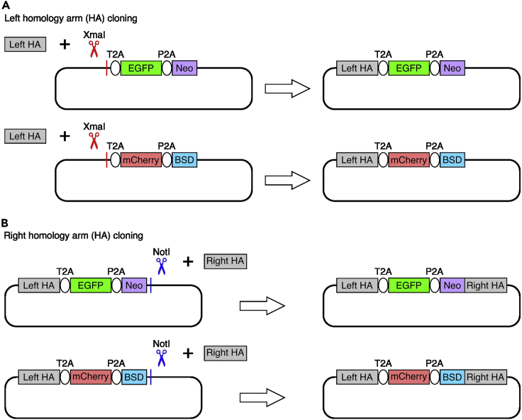 Figure 3