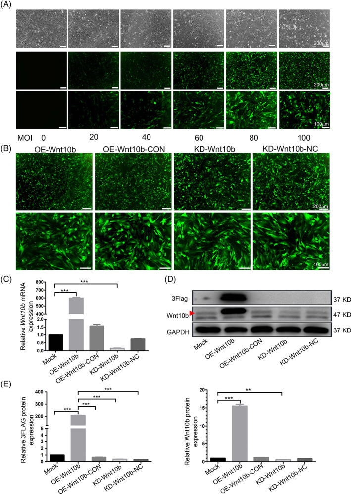 FIGURE 2