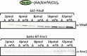 Figure EV2