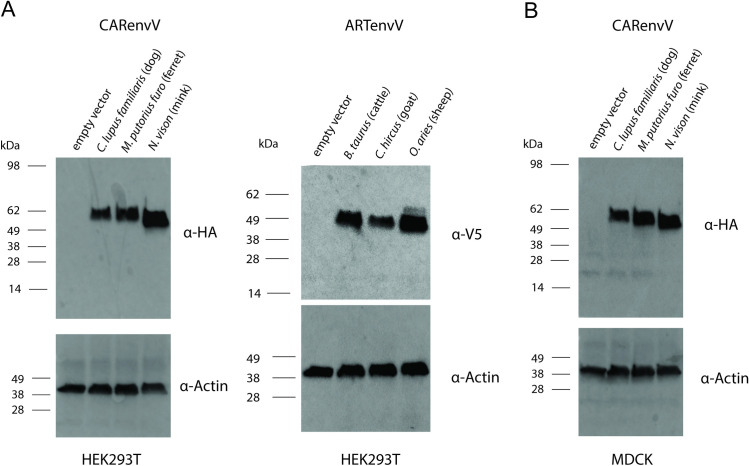 Fig 11