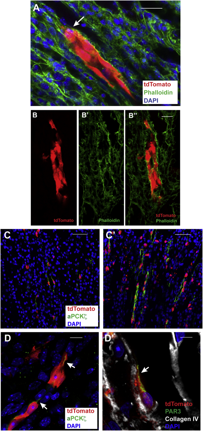 Figure 6