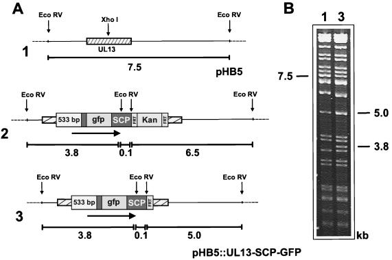 FIG. 6