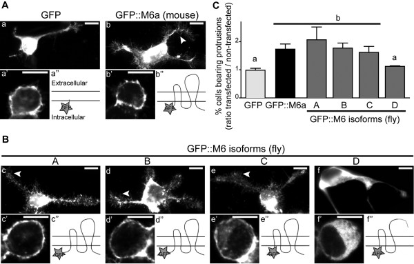 Figure 2 